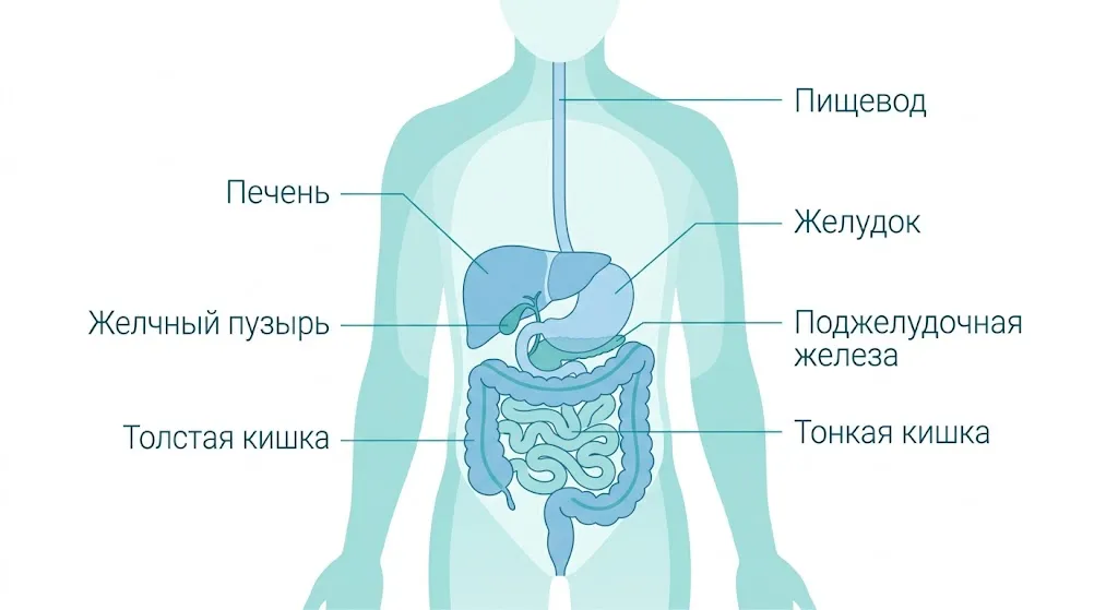 Анатомическая схема ЖКТ.jpg Анатомическая схема ЖКТ.jpg